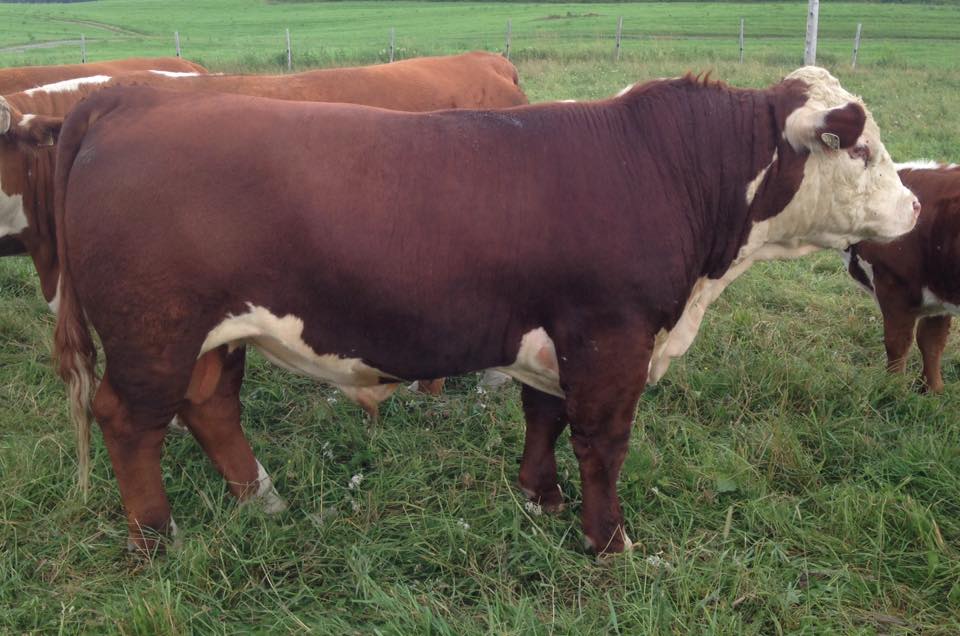 WLB 34D at FCI Hereford